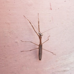Bistanta mexicana
