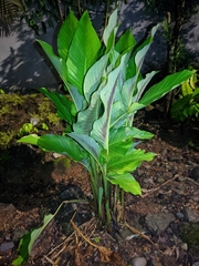 Calathea lutea