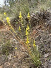 Bulbine glauca