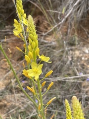 Bulbine glauca