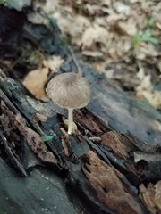Pluteus septocystidiatus