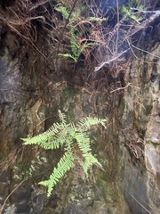 Gleichenia