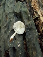 Pluteus septocystidiatus