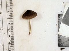 Pluteus septocystidiatus