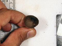 Pluteus septocystidiatus