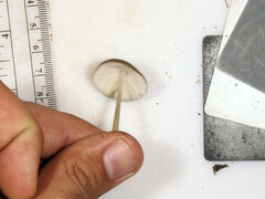 Pluteus septocystidiatus