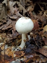 Agaricus diospyros