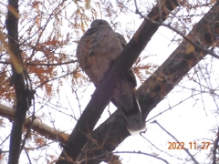 Streptopelia orientalis