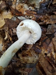 Agaricus diospyros