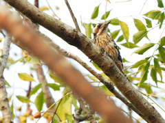 Yungipicus canicapillus