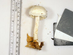 Agaricus diospyros