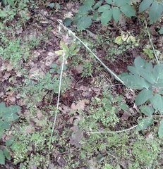 Ornithogalum boucheanum