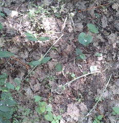 Ornithogalum boucheanum