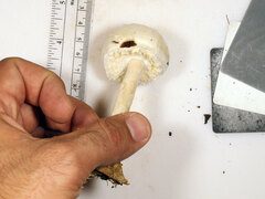 Agaricus diospyros