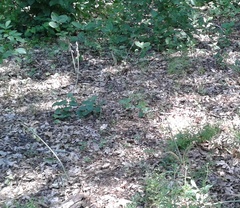 Ornithogalum boucheanum