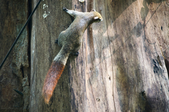 Callosciurus finlaysonii