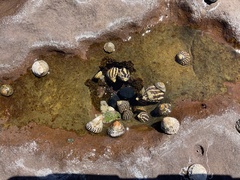 Austrocochlea porcata