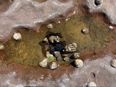 Austrocochlea porcata