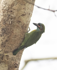 Psilopogon duvaucelii