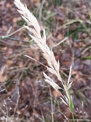 Calamagrostis epigejos