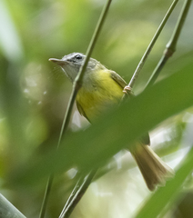 Abroscopus superciliaris