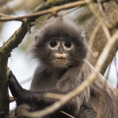 Trachypithecus phayrei