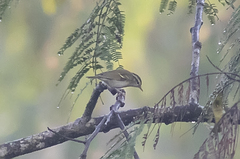 Phylloscopus reguloides