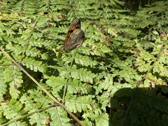Heteronympha mirifica