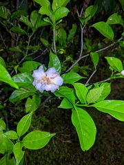 Tabernaemontaneae