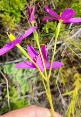 Chironia jasminoides