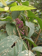 Callicarpa formosana formosana