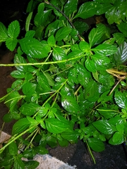 Stachytarpheta jamaicensis