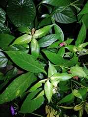 Strobilanthes formosana