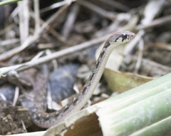 Herpetoreas platyceps