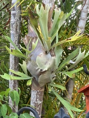 Platycerium superbum