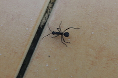 Myrmhopla