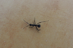 Myrmhopla