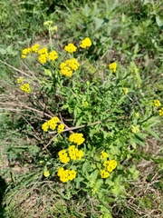 Achillea ageratum