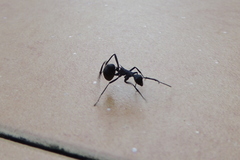 Myrmhopla