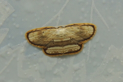 Drapetodes fratercula