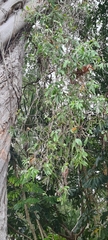 Melaleuca dealbata