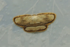 Drapetodes fratercula