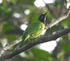 Chloropsis aurifrons