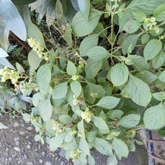 Ocimum campechianum
