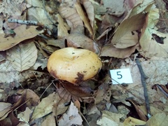 Lactarius yazooensis