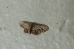 Idaea egenaria