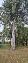Melaleuca dealbata