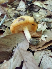 Lactarius yazooensis