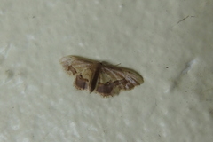 Idaea egenaria