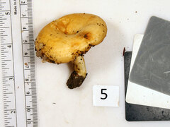 Lactarius yazooensis